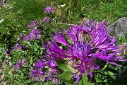 16 Fiordaliso Unifloro (Centaurea Uniflora)